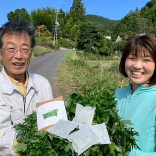 奈良の薬草　大和当帰販売